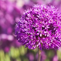 Allium Purple Sensation - Aglio ornamentale
