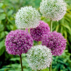 Allium Viola & Bianco Mix – Cipolla Ornamentale