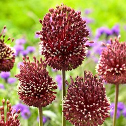 Allium Red Mohican – Aglio ornamentale
