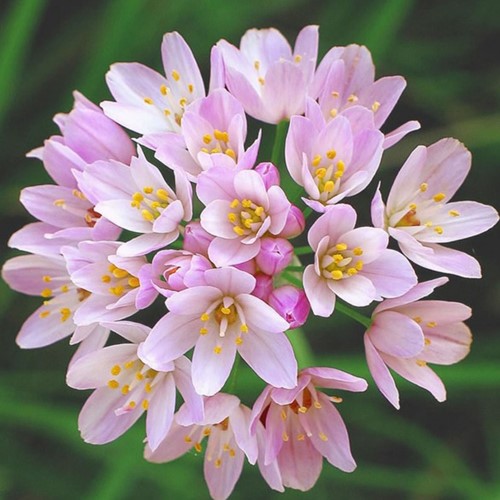 Aglio Ornamentale Allium Roseum (confezione grande)