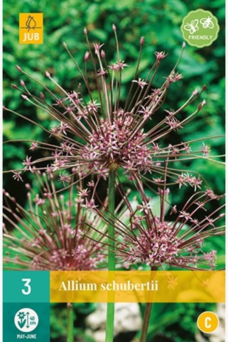 Allium Schubertii - Aglio di Schubert