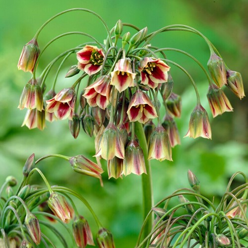 Aglio Ornamentale Siculum - Allium nectaroscordum (confezione grande)