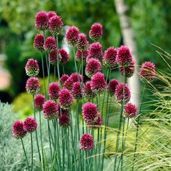 Aglio Ornamentale 'Drumstick' (Allium Sphaerocephalum)