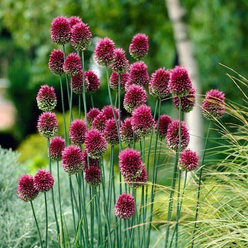 Aglio Ornamentale 'Drumstick' (Allium Sphaerocephalum)
