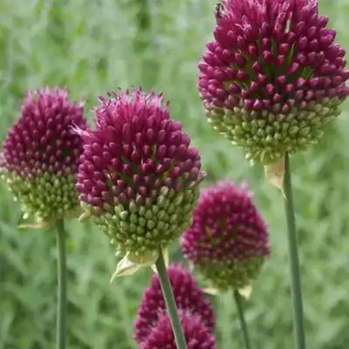 Aglio Ornamentale 'Drumstick' (Allium Sphaerocephalum)