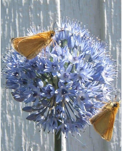 Allium-Sierui Caeruleum-2