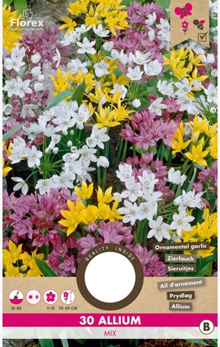 Alliums mix - Assortimento di Aglio Ornamentale