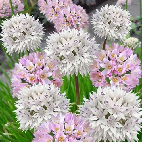 Aglio Ornamentale mix ‘Roseum’ e ‘Amplectans’ (Allium)