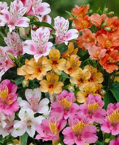 Alstroemeria Mix (Giglio Peruviano)