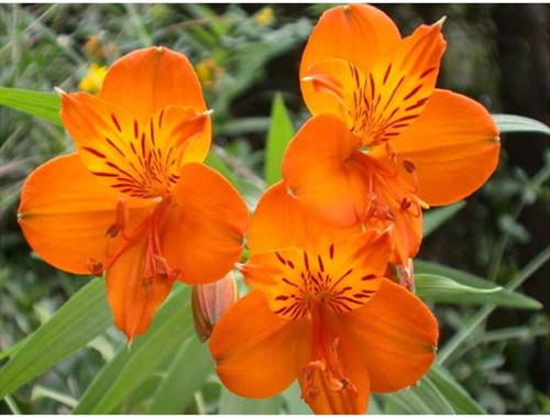 Alstroemeria ‘Orange King’ (Giglio Peruviano)