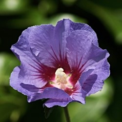Ibisco cinese Oiseau Bleu - Hibiscus syriacus