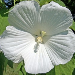 Ibisco cinese William R. Smith - Hibiscus Syriacus