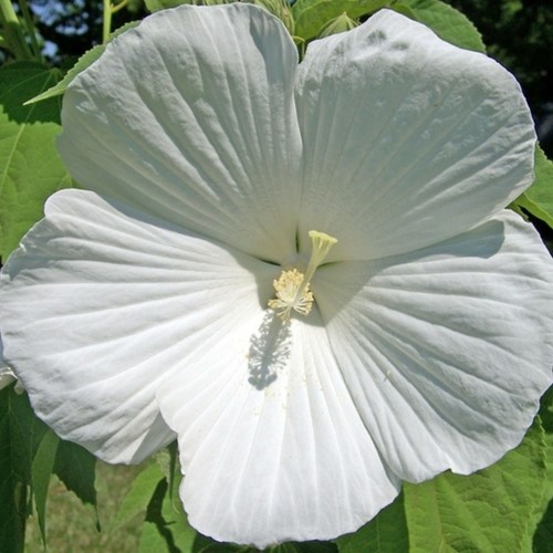 Ibisco cinese William R. Smith - Hibiscus Syriacus