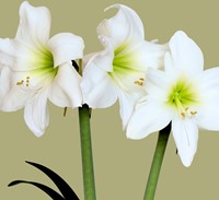 Amaryllis Bianco - Hippeastrum