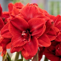 Amaryllis doppio in rosso - Hippeastrum