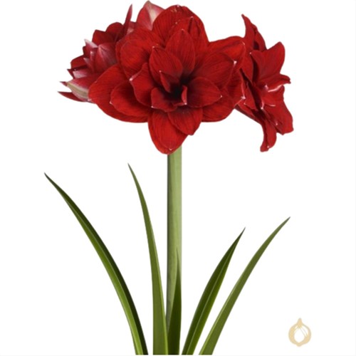 Amaryllis doppio in rosso - Hippeastrum