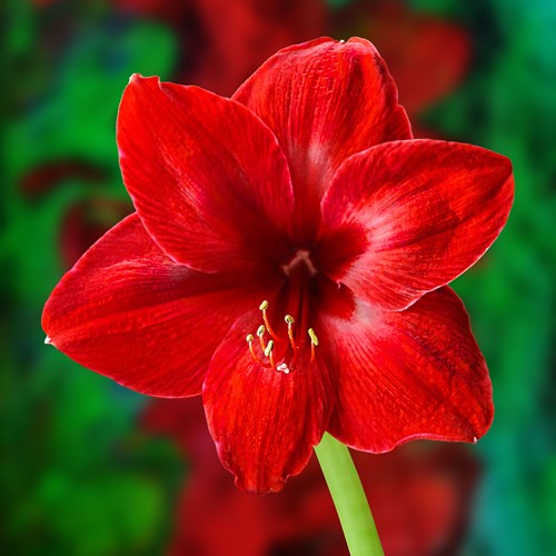 Amaryllis Rood - Hippeastrum