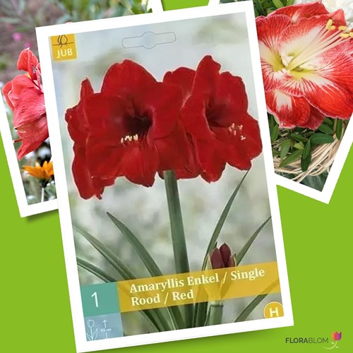 Amaryllis Rood (Hippeastrum)