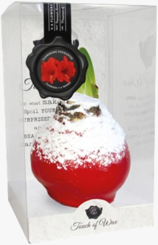 Amaryllis Rivestimento 'Rosso e Neve'