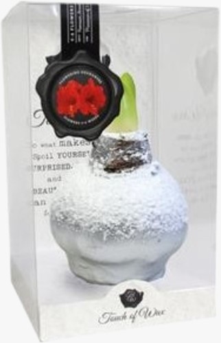 Wax Amaryllis Snow Silver