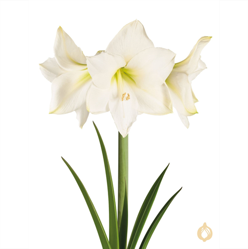 Amaryllis Bianco - Hippeastrum