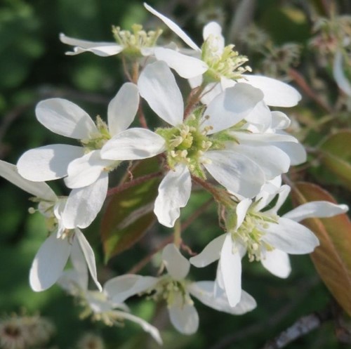 Pero Corvino - Amelanchier lamarckii