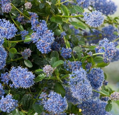 Lillà della California ‘Repens’ (Ceanothus Thyrsiflorus)