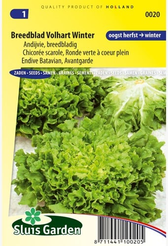Indivia - Scarola 'Breedblad Volhart Winter' (Chicorium Endivia)