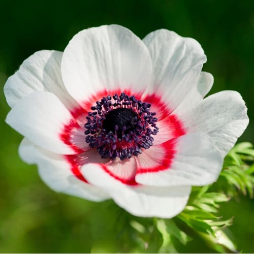 Anemone Coronaria De Caen Bicolore