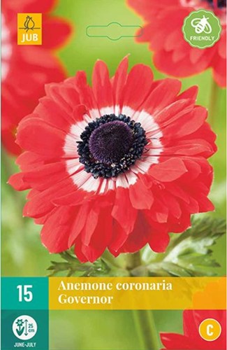 Anemone The Governor - Anemone coronaria