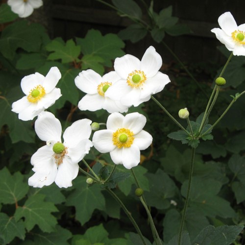 Anemone d'Autunno Honorine Jobert (Confezione da 6)