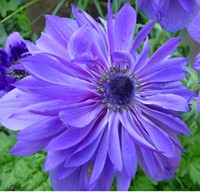 Anemone Lord Lieutenant - Anemone coronaria