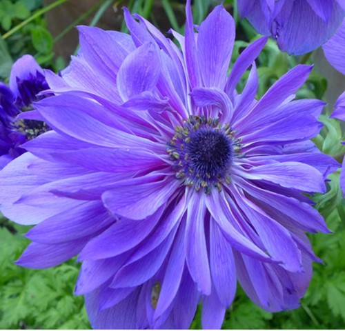 Anemone Lord Lieutenant - Anemone coronaria
