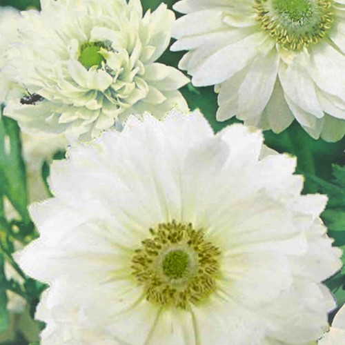 Anemone Mount Everest - Anemone coronaria