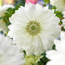 Anemone Mount Everest - Anemone coronaria