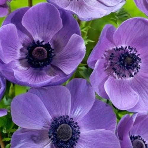Anemone Mr. Fokker