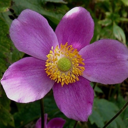 Anemone Splendens – Anemone Giapponese