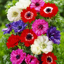 Assortimento di Anemone Coronaria St. Brigid