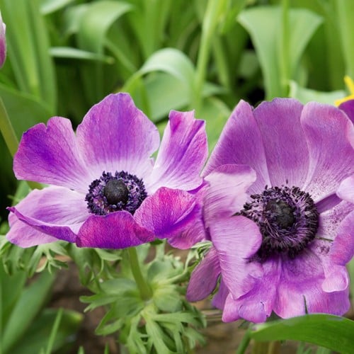 Anemone Sylphide - Anemone coronaria
