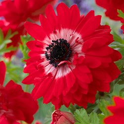 Anemone The Governor - Anemone coronaria