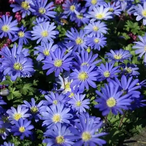 Anemone blanda Blue Shades - Anemone dei boschi