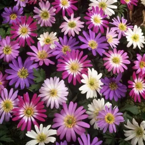 Assortimento di Anemoni blanda - Anemone dei boschi Mix