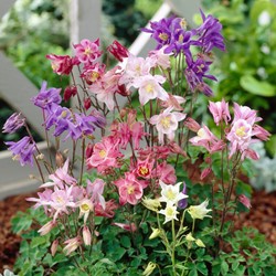 Aquilegia Biedermeier (pianta da vaso)