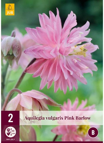 Colombina Pink Barlow - Aquilegia vulgaris
