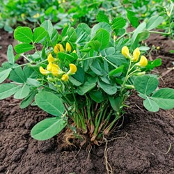 Semi di piante di arachide - Arachis hypogea