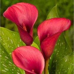 Calla Rosso - Zantedeschia