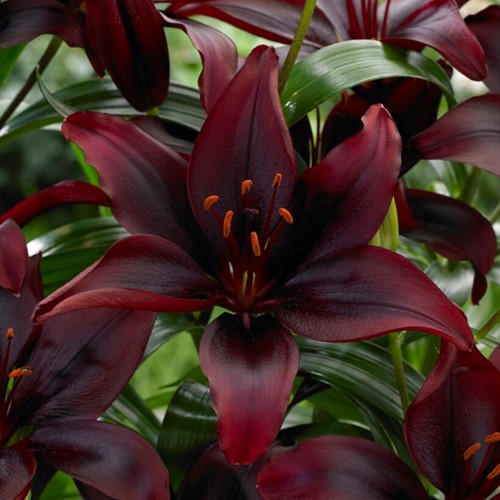 Aziatische Lelie Zwart - Lilium Asiaticum