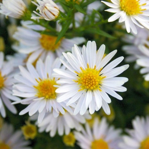Aster dumosus Apollo - Astro