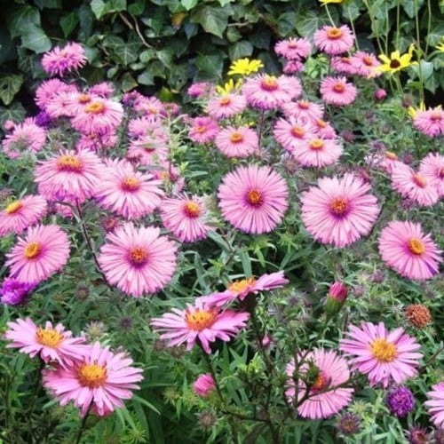 Aster dumosus Jenny - Astro