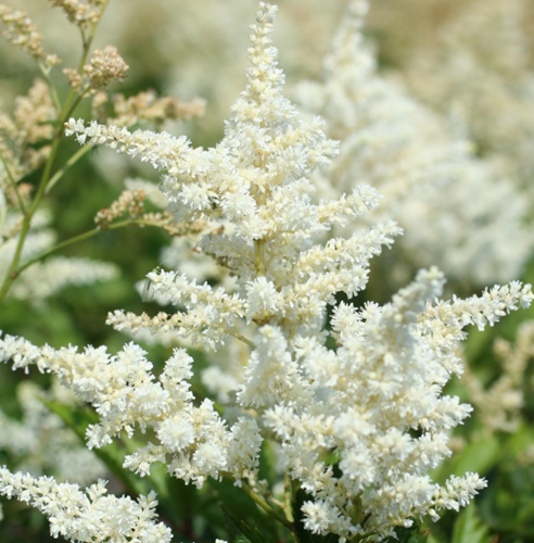 Astilbe (A) Brautschleier - Astilbe Arendsii
